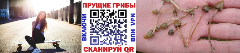 Галлюциногенные грибы MAGIC MUSHROOMS  Купить закладки  Богородск 